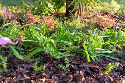 five low growing (2-3') baby crepe myrtles in front of crinum lilies and Joseph's coat