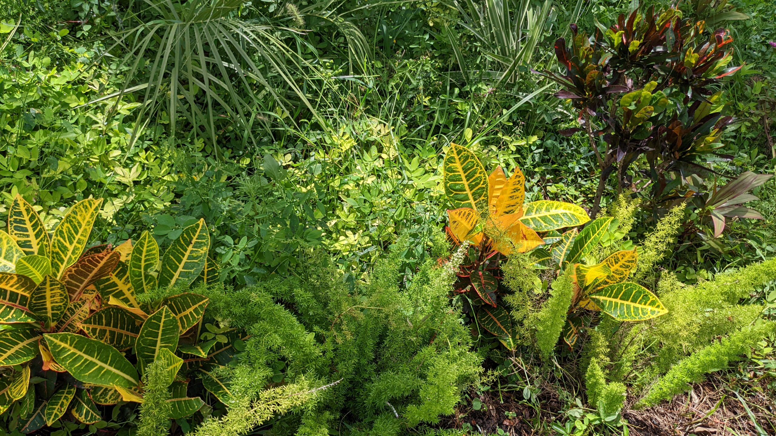 crotons, foxtail fern and perennial peanut
