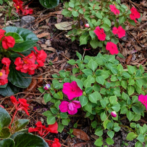 What are band roses? : Avant Gardens