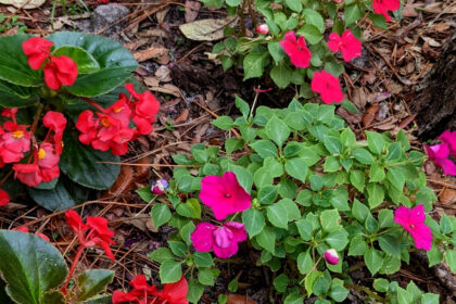 begonias and impatiens