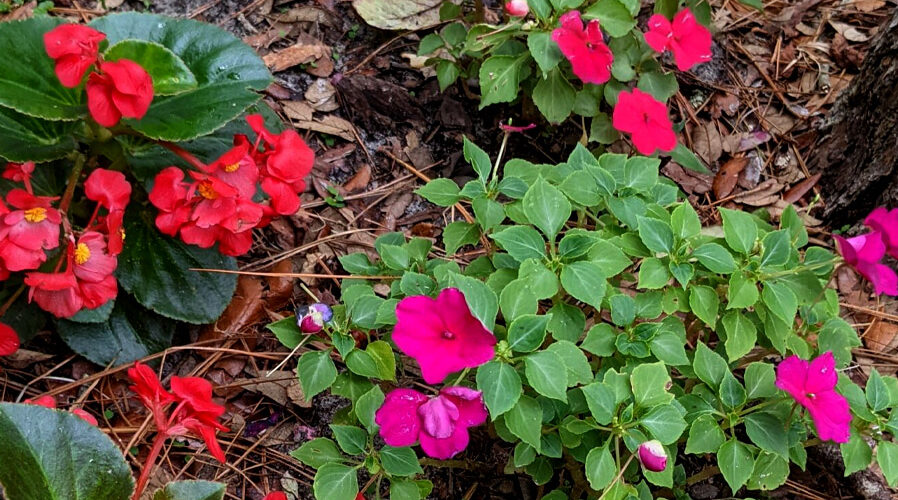 begonias and impatiens