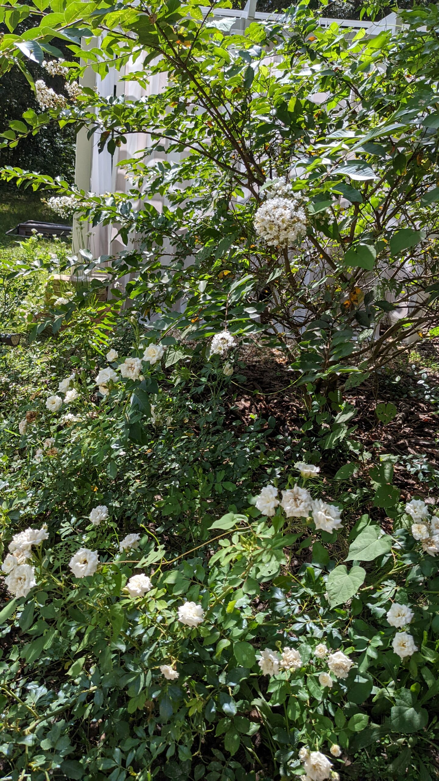 musky scented crepe myrtle and drift roses