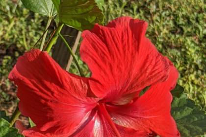old fashioned hibiscus