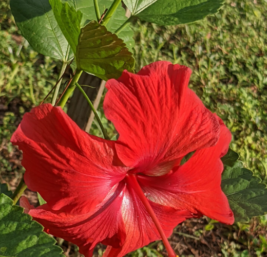 old fashioned hibiscus