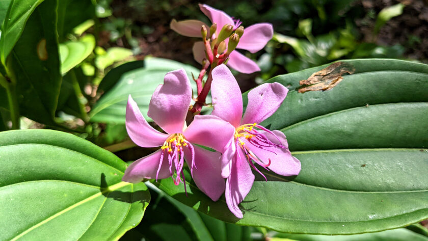 malaysian Orchid