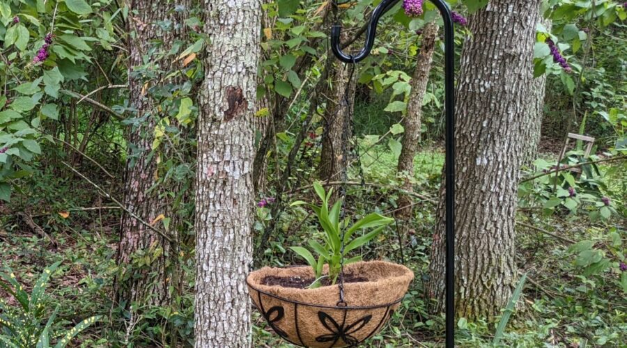 hanging basket on shepherd's hook