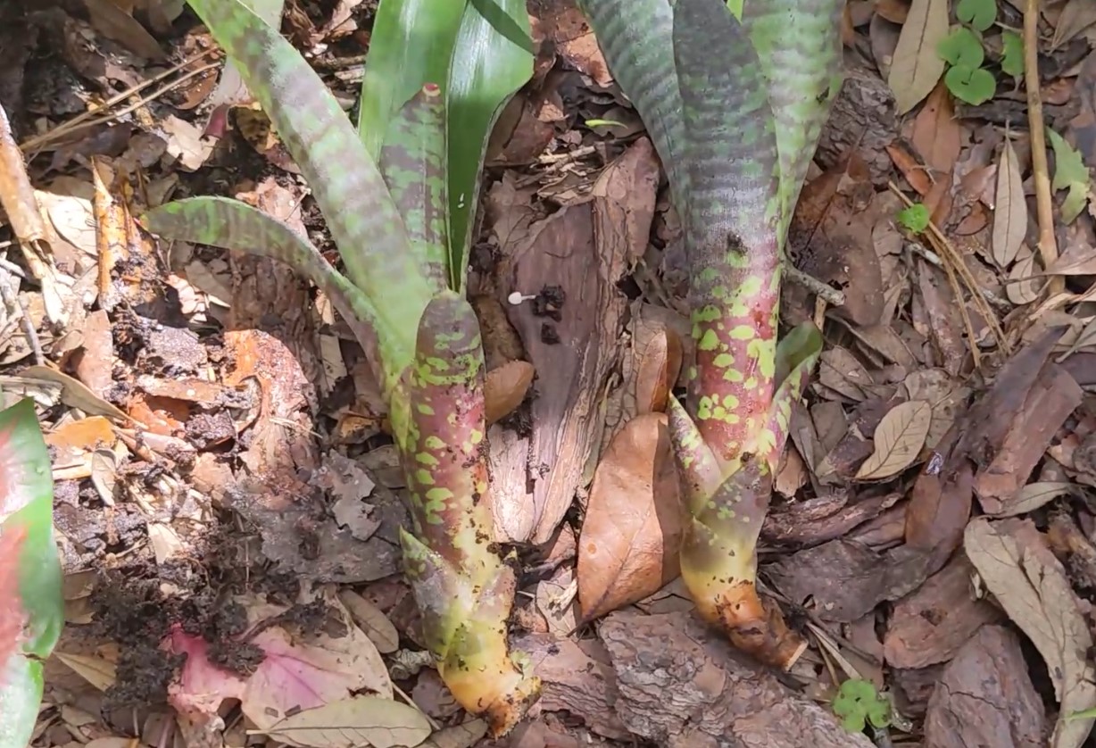 Dividing bromeliads : Avant Gardens