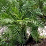 phoenix Roebellini pygmy date palm