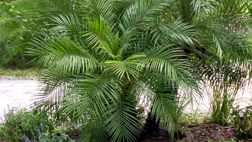 phoenix Roebellini pygmy date palm