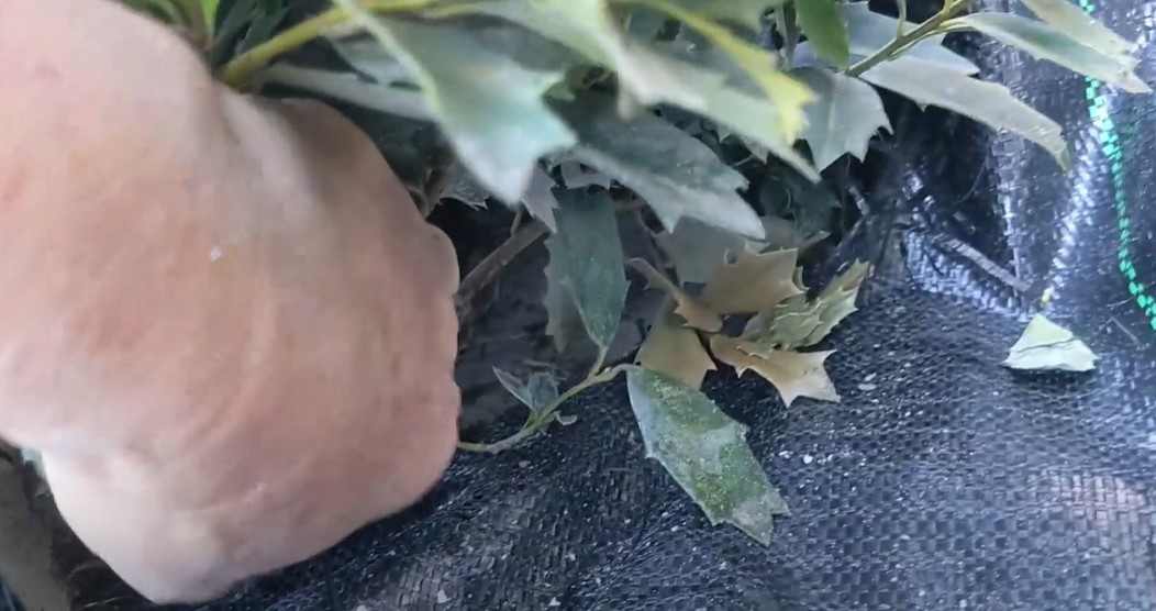 Laying landscape fabric & mulching the Oakleaf hollies Avant Gardens