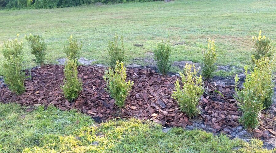 boxwood hedge around Mrs. B.R. Cant antique roses