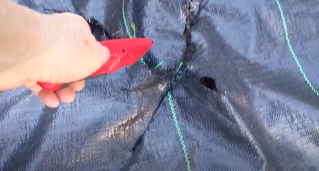 Laying landscape fabric & mulching the Oakleaf hollies Avant Gardens