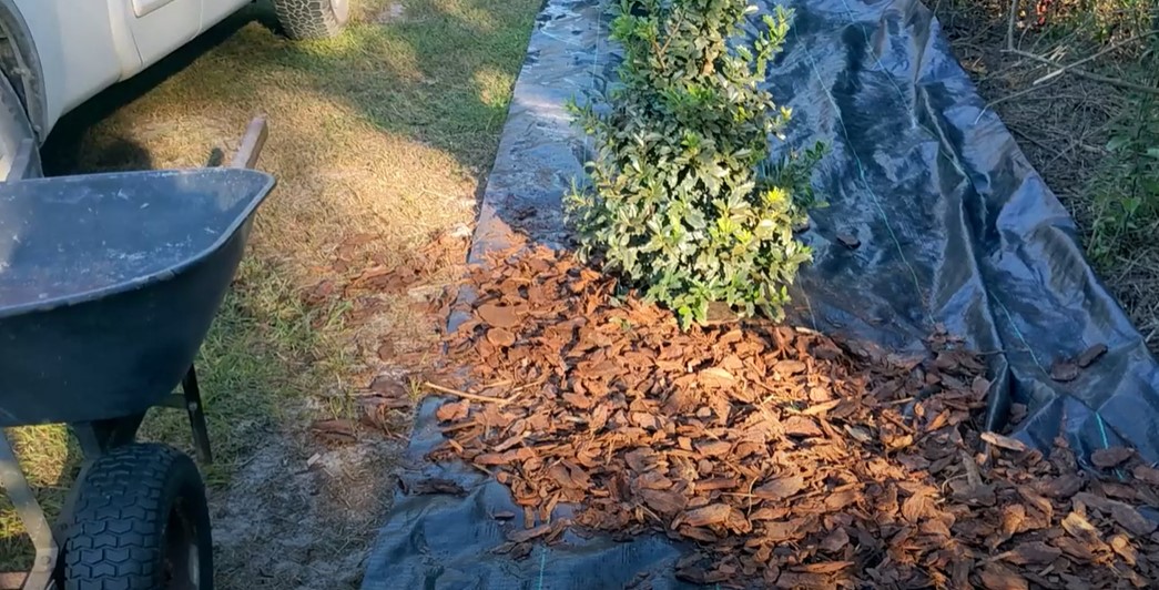 Laying landscape fabric & mulching the Oakleaf hollies Avant Gardens
