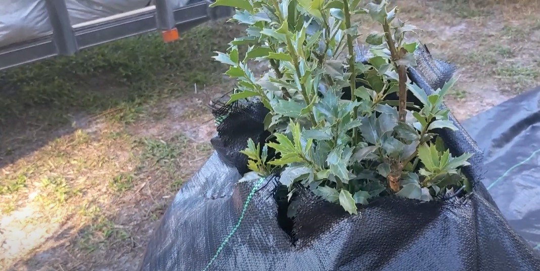 Laying landscape fabric & mulching the Oakleaf hollies Avant Gardens