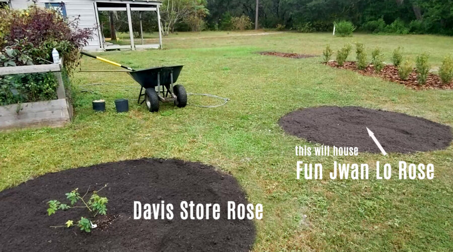 beginning of undulating rose garden circles