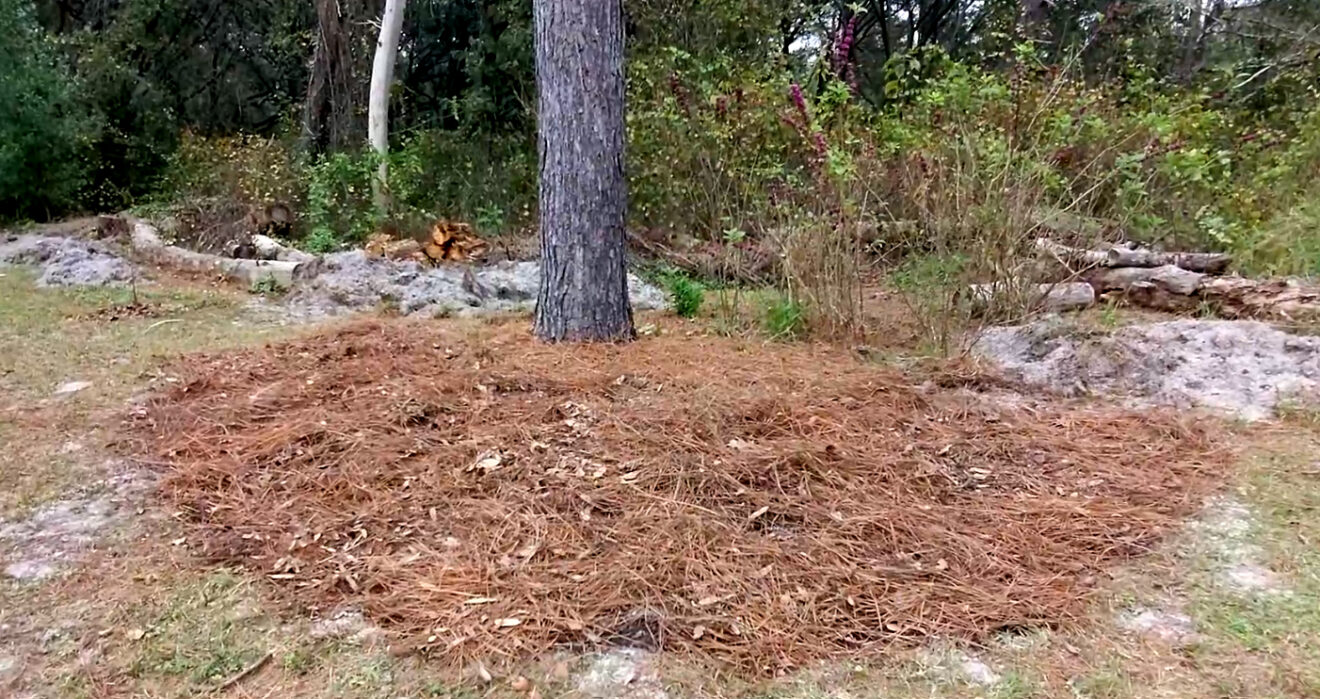 Planting a Florida wildflower meadow Avant Gardens