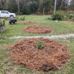 pine needle mulched Circle Rose Beds with cool season annual seeds