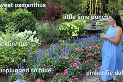 provenwinners annual drifts unplugged so blue salvia, minivistas, diamond frost euphorbia