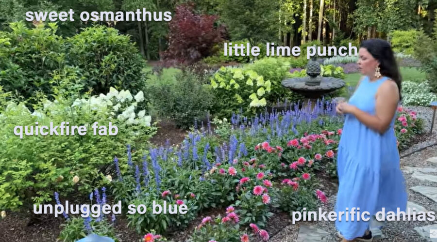 provenwinners annual drifts unplugged so blue salvia, minivistas, diamond frost euphorbia