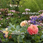 inspiration photo with dahlias, tuffstuff hydrangeas, and clematis