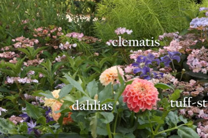 inspiration photo with dahlias, tuffstuff hydrangeas, and clematis
