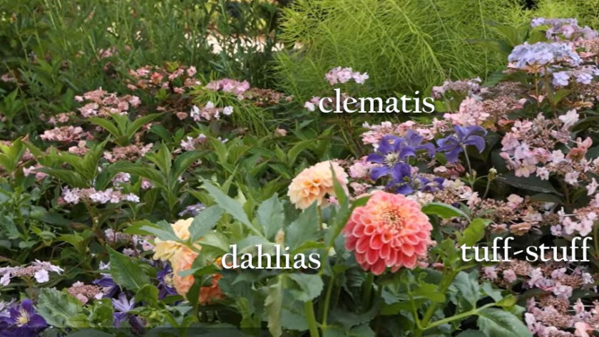 inspiration photo with dahlias, tuffstuff hydrangeas, and clematis