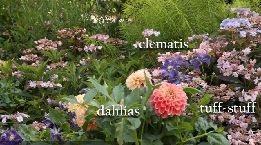inspiration photo with dahlias, tuffstuff hydrangeas, and clematis
