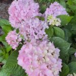 endless summer hydrangea tampa zone 9b