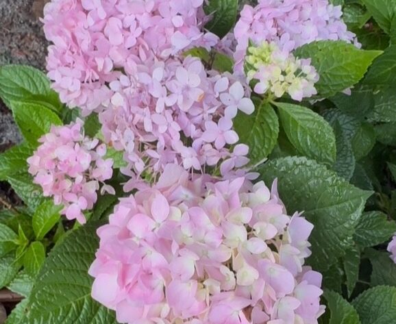 endless summer hydrangea tampa zone 9b